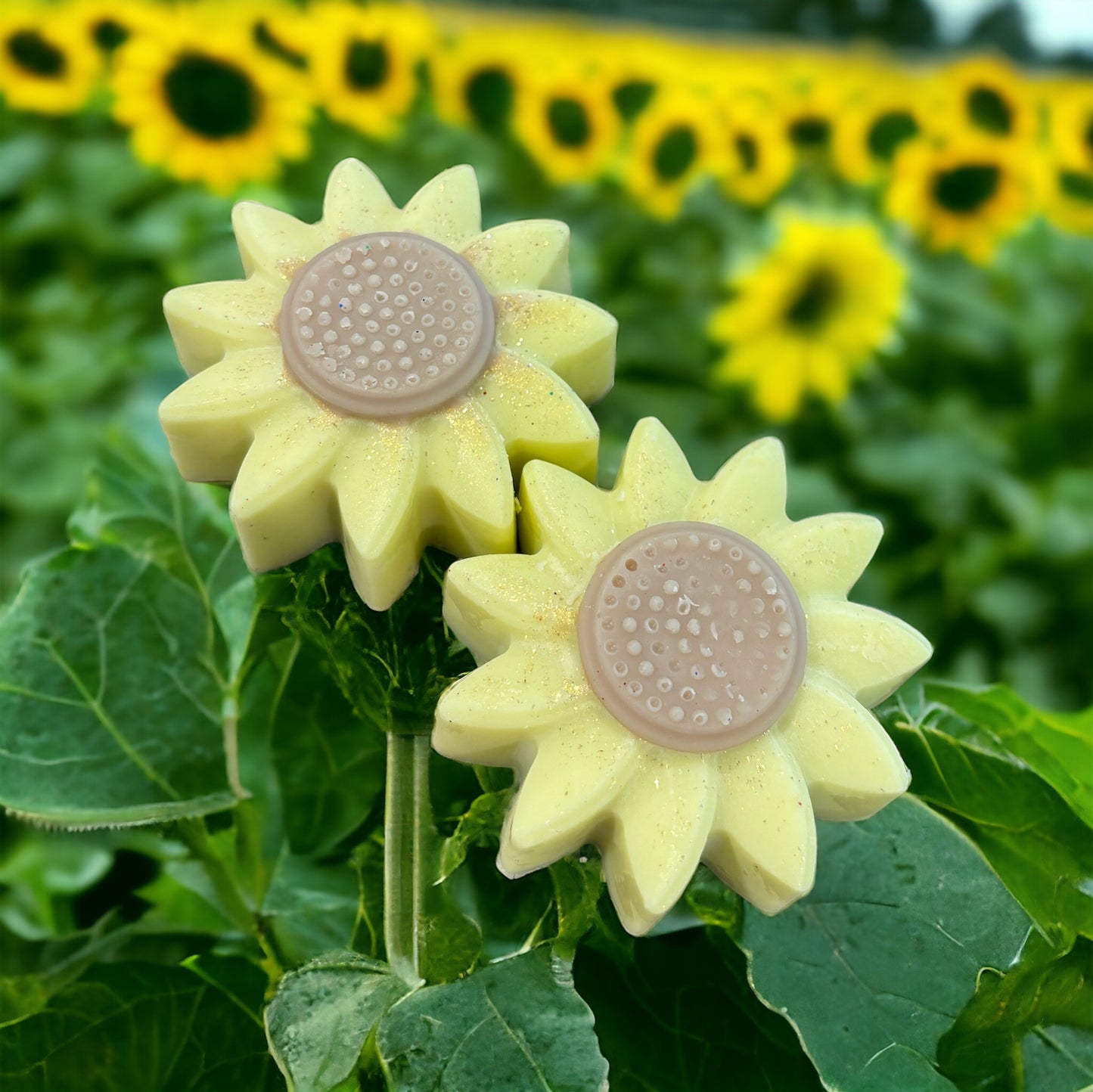 Sunflower Mega Melts